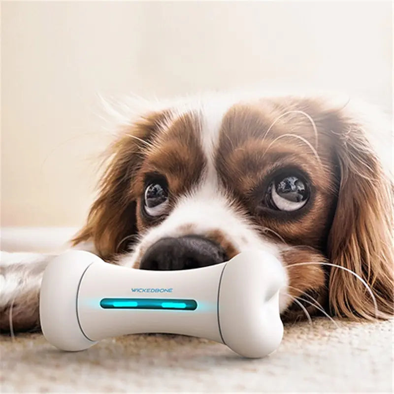 Os Robot Intelligent – Le Jouet Connecté qui Fait Bouger Votre Chien !