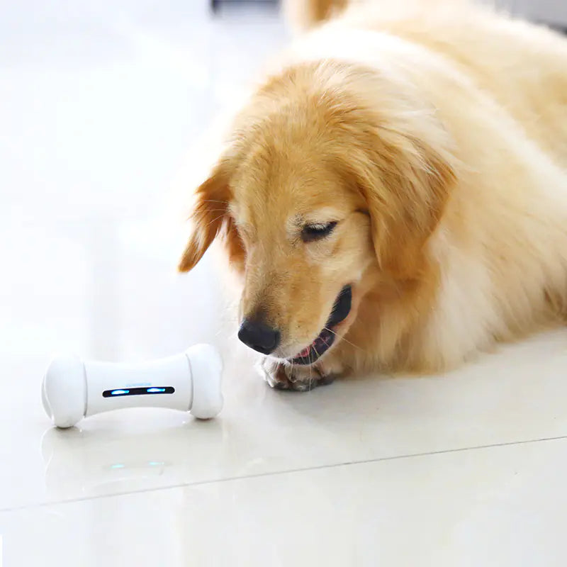 Os Robot Intelligent – Le Jouet Connecté qui Fait Bouger Votre Chien !