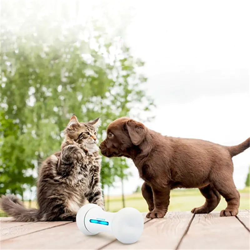 Os Robot Intelligent – Le Jouet Connecté qui Fait Bouger Votre Chien !